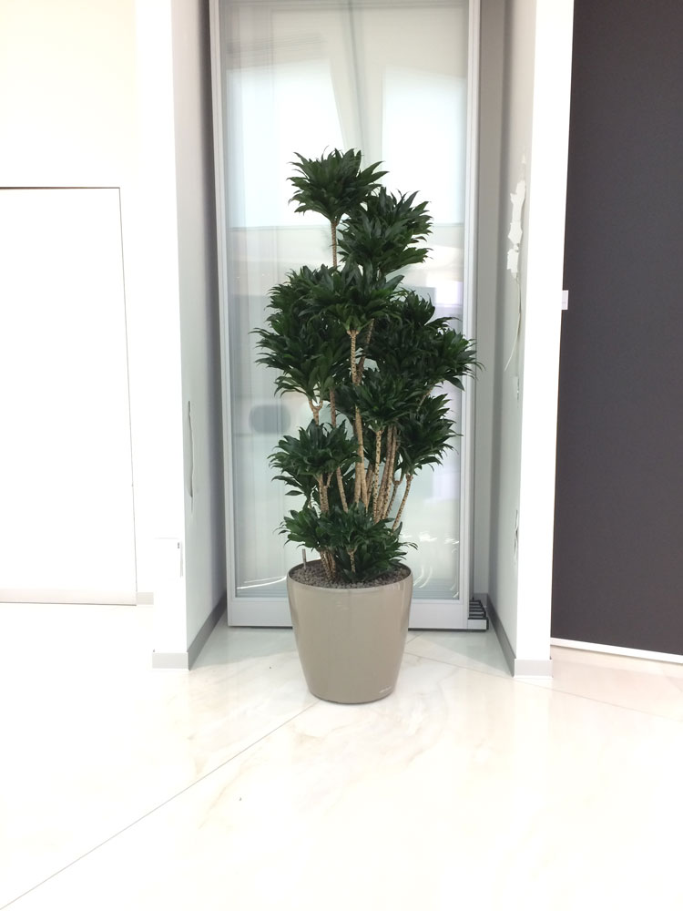 cilloni-service-uffici-hydrocoltura-9
