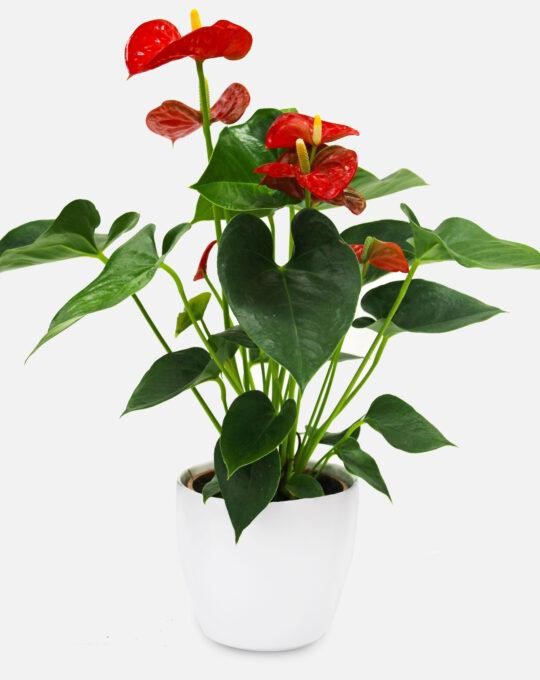 Anthurium Extra