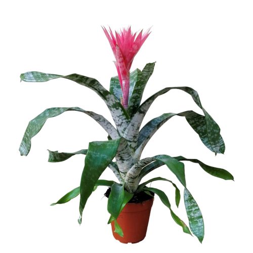bilbergia