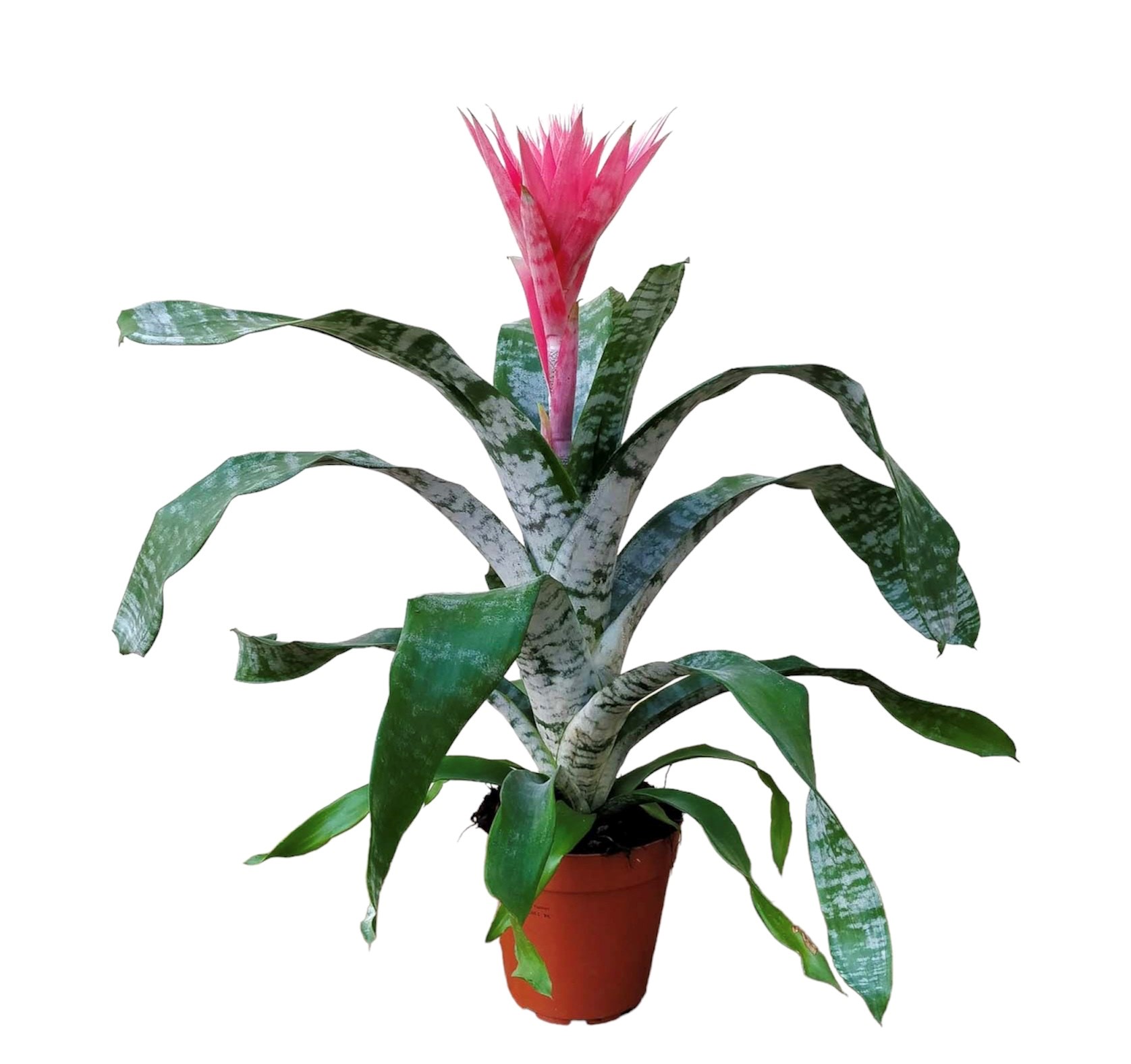bilbergia