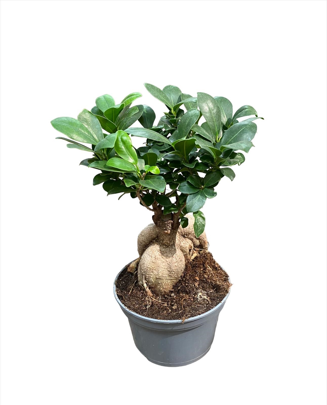 Ficus Ginseng