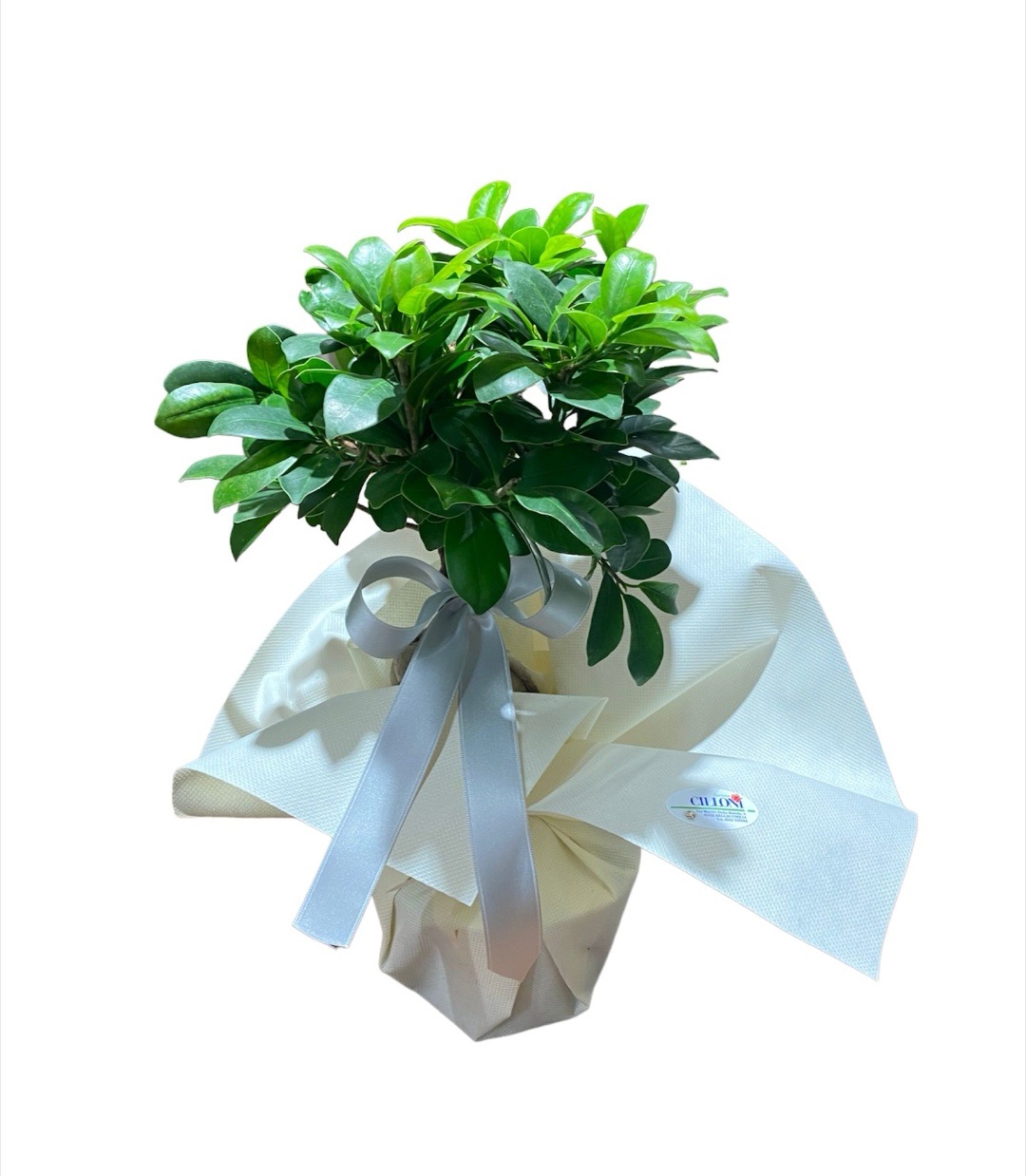 Ficus Ginseng - immagine 2