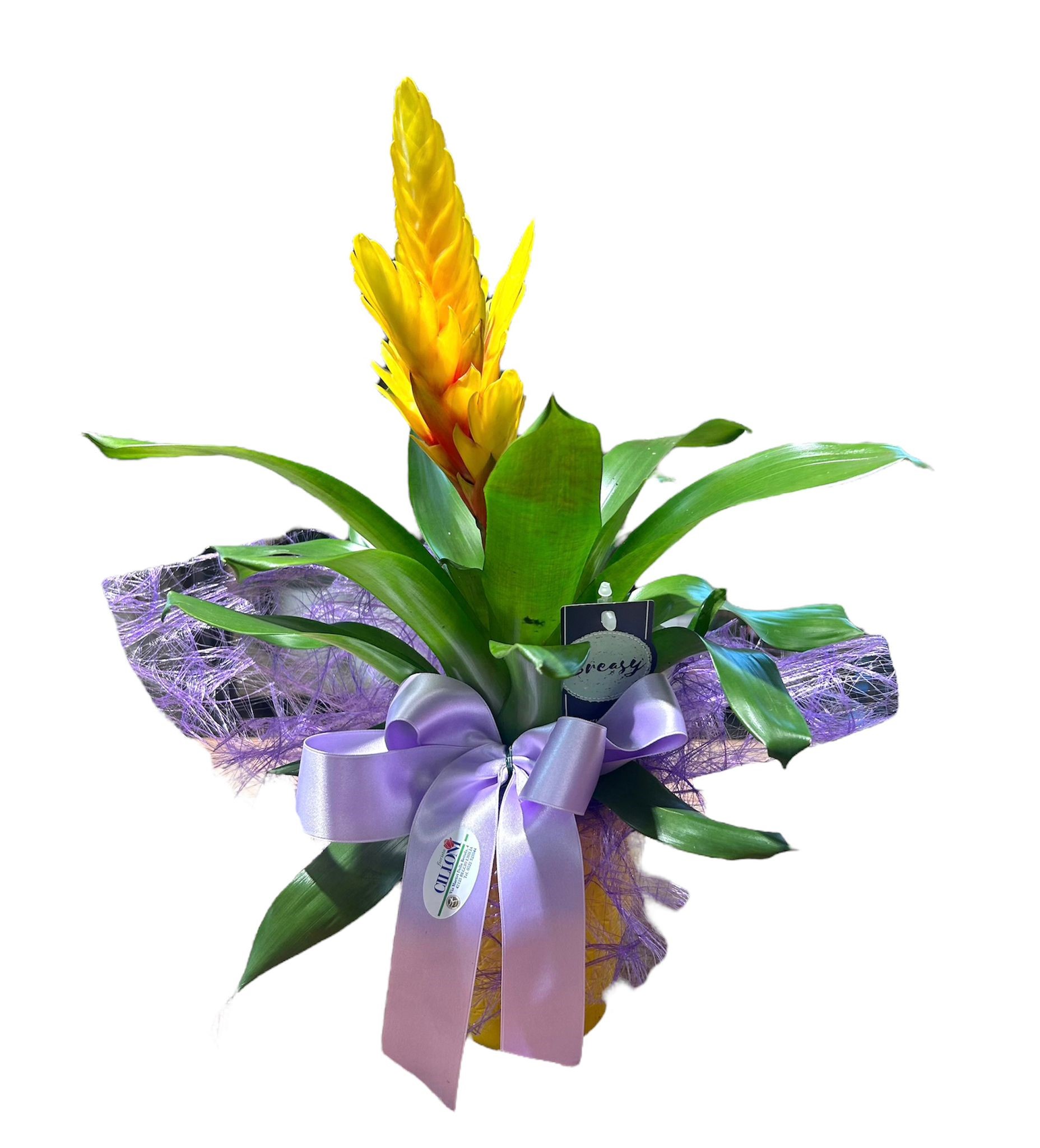 Guzmania - immagine 2