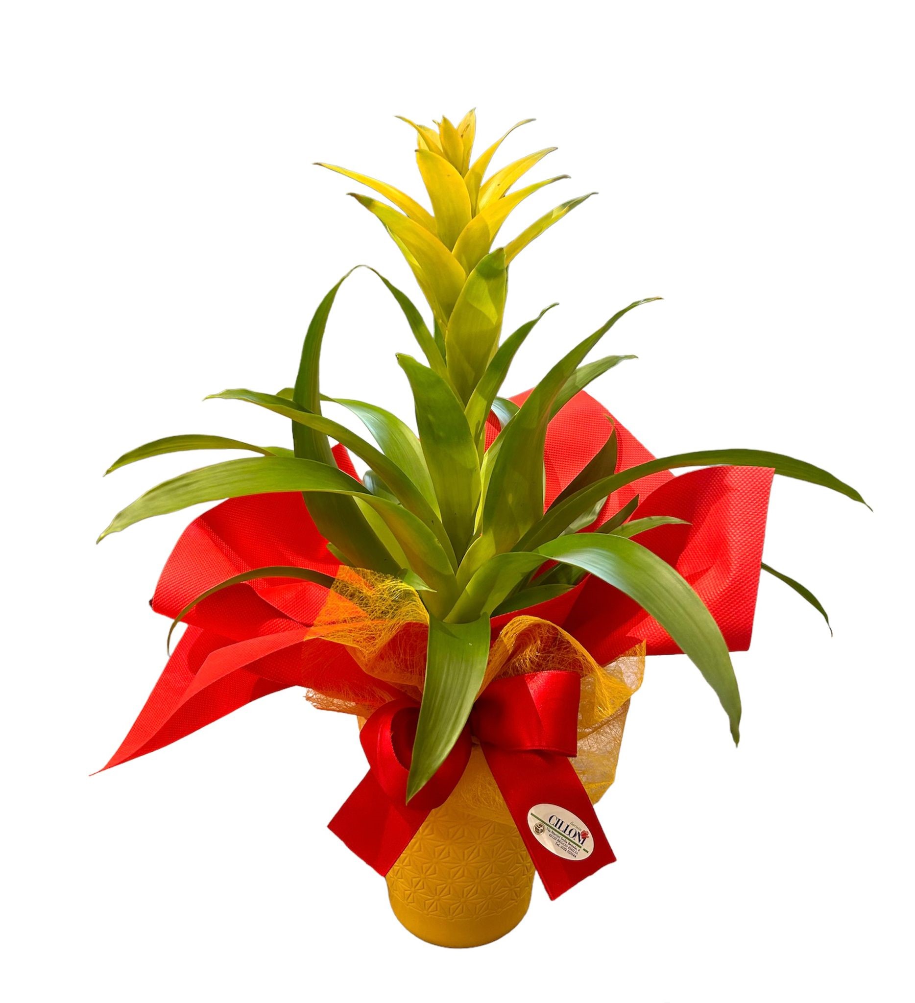 Guzmania - immagine 3