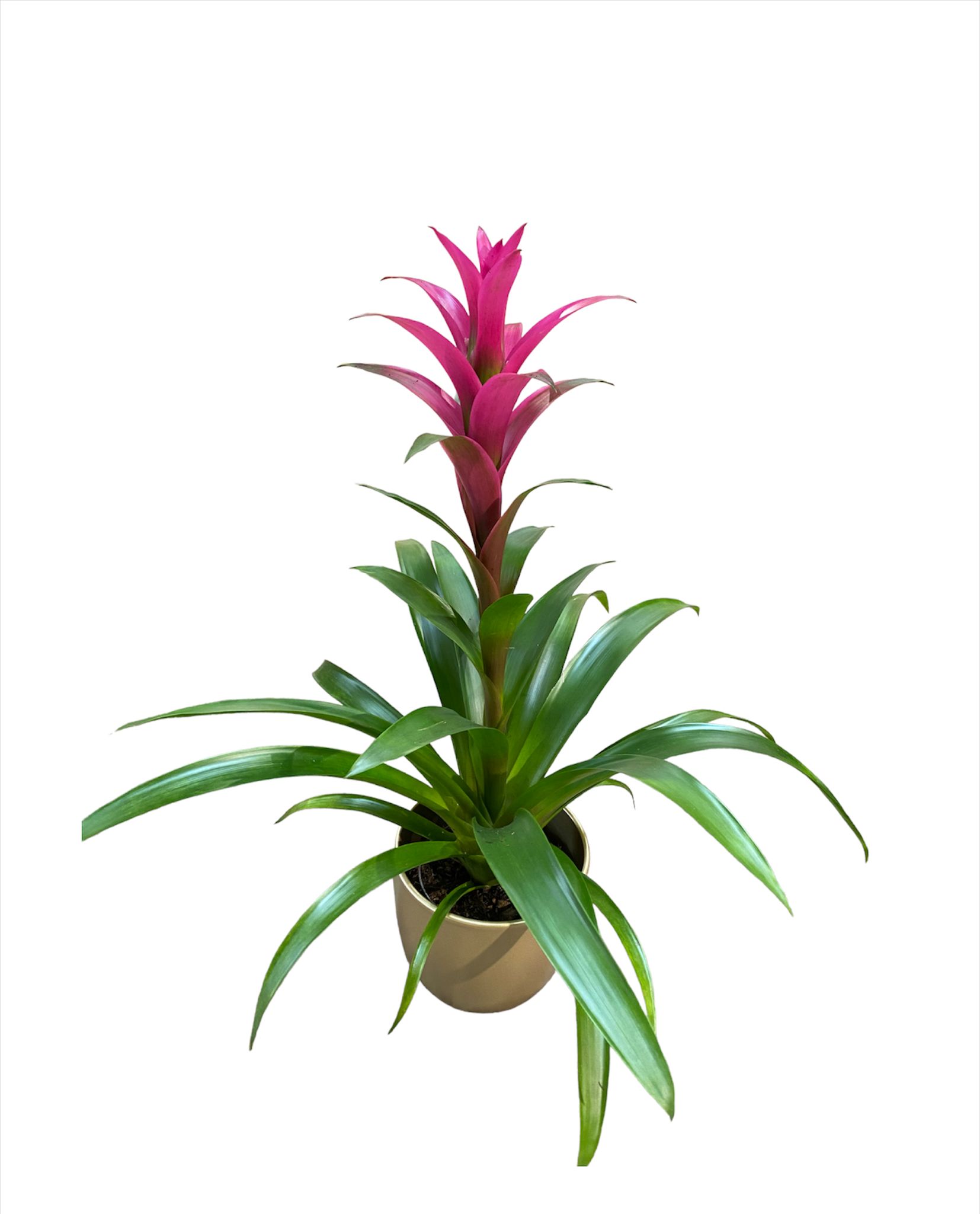 Guzmania