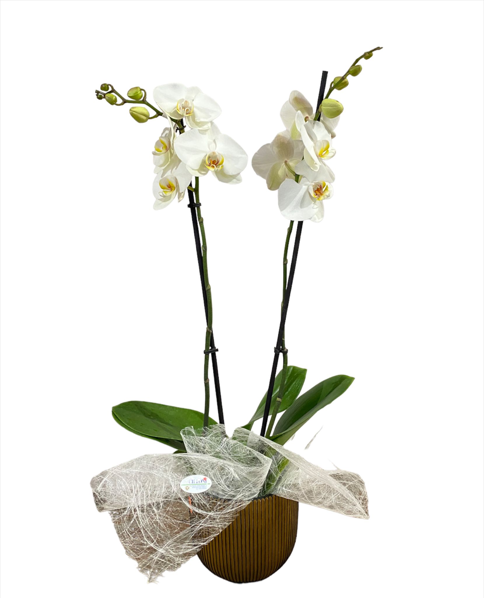Orchidea Phalaenopsis bianco a 2 steli - immagine 2