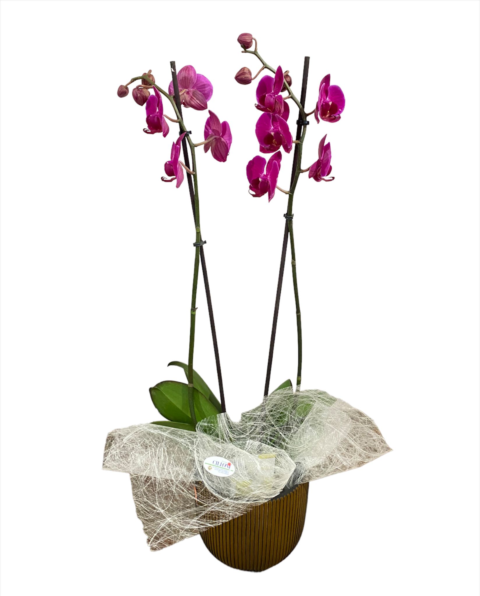Orchidea "Phalaenopsis" rosa a 2 steli - immagine 2