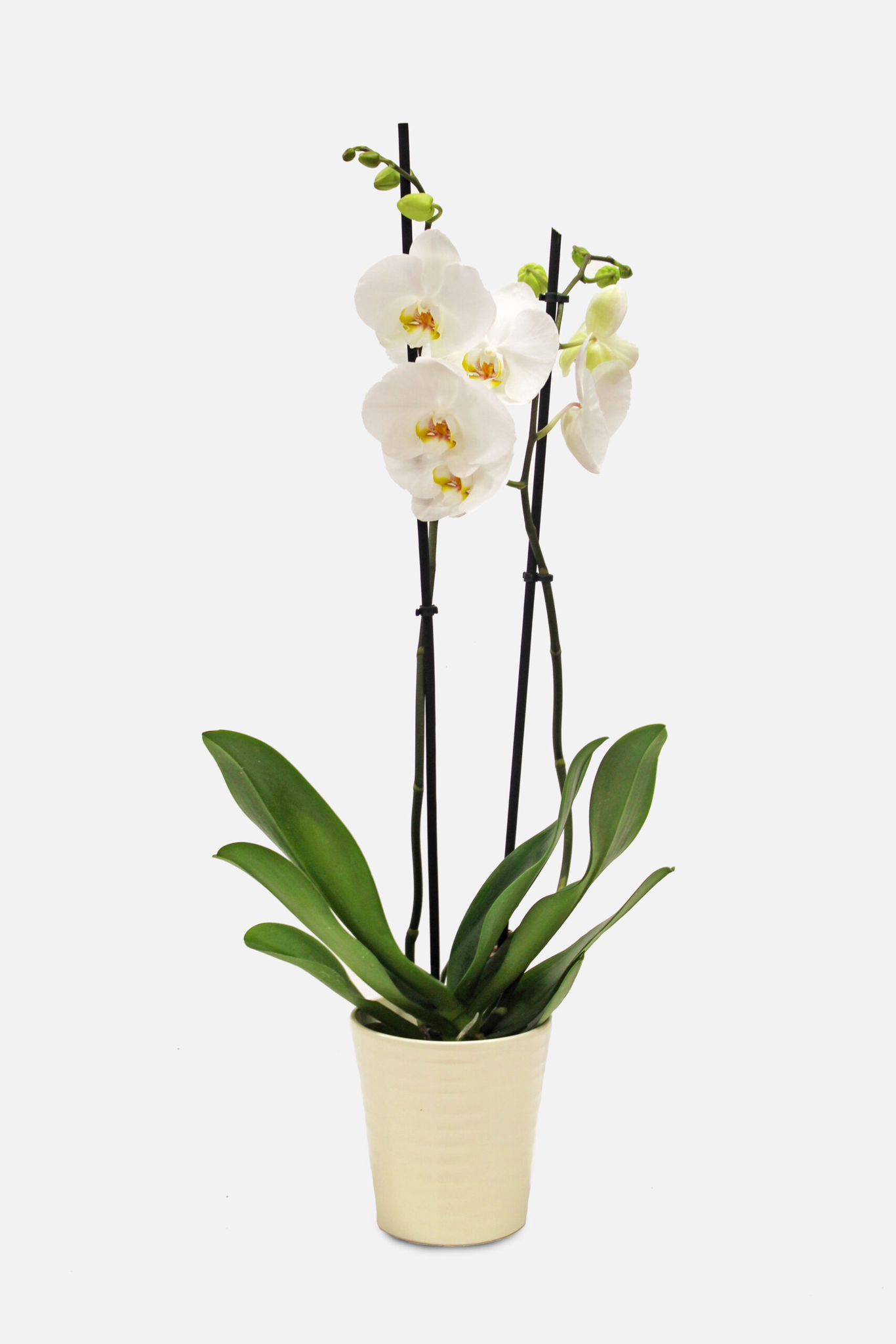 Orchidea Phalaenopsis bianco a 2 steli