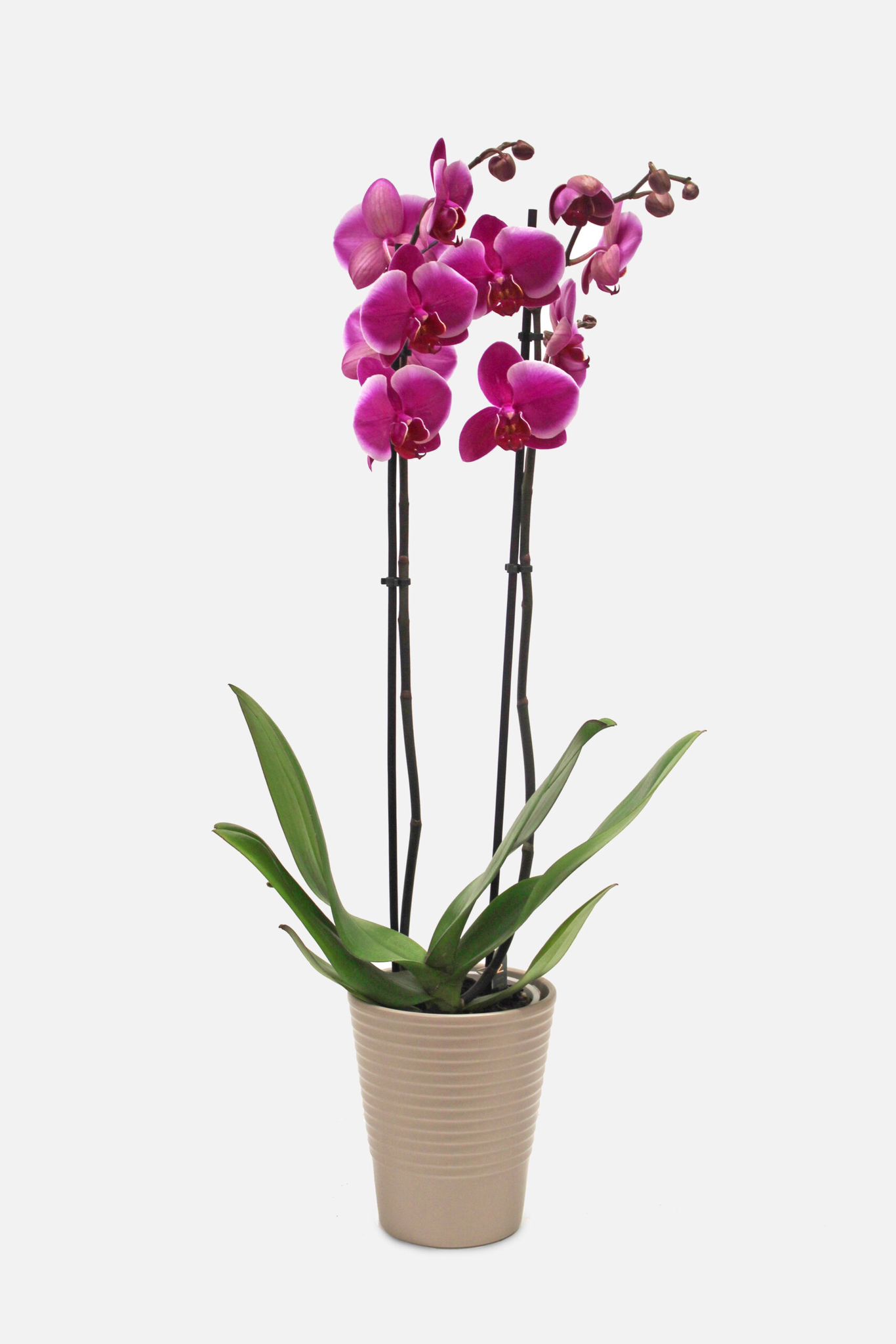 Orchidea "Phalaenopsis" rosa a 2 steli