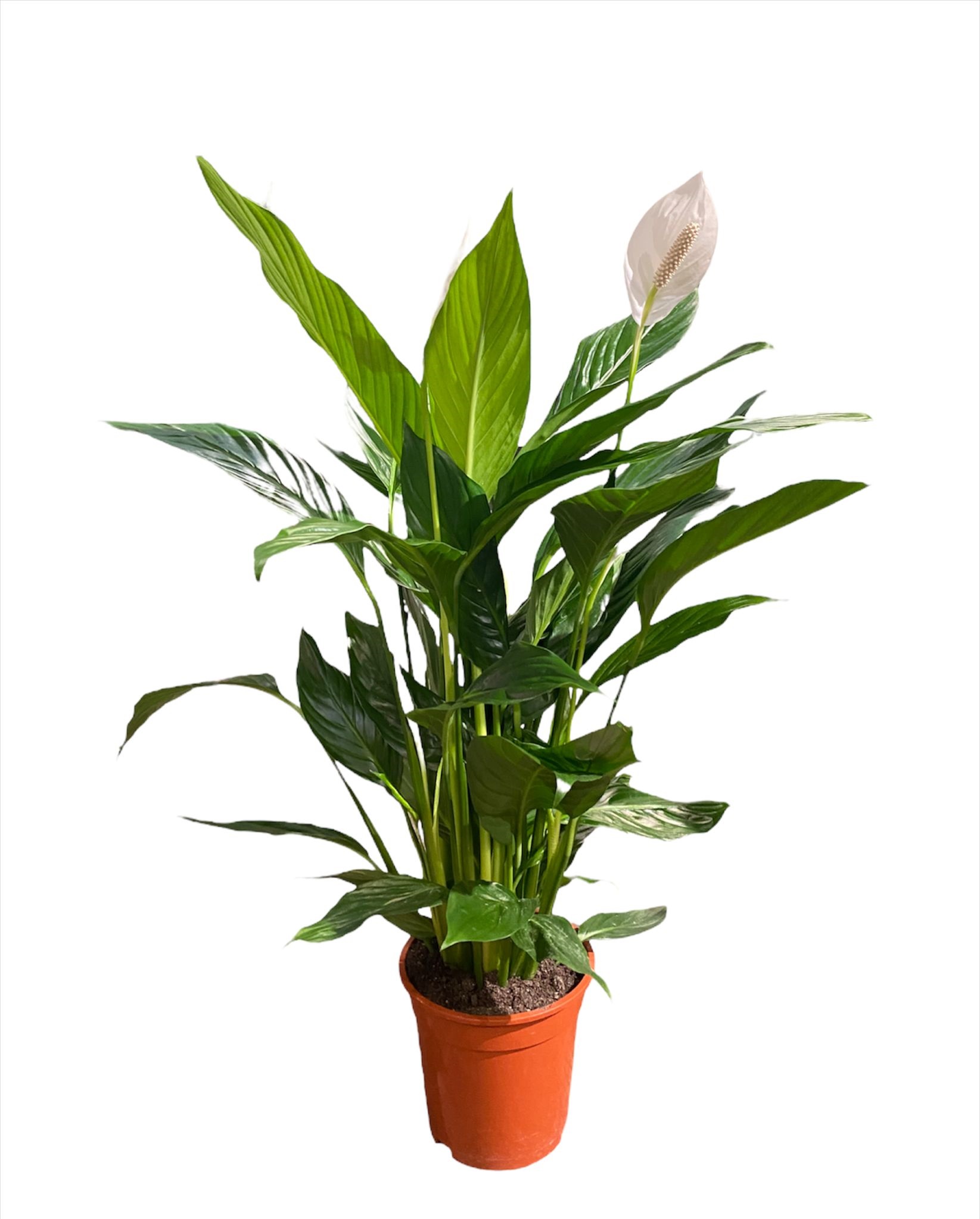 Spathiphyllum