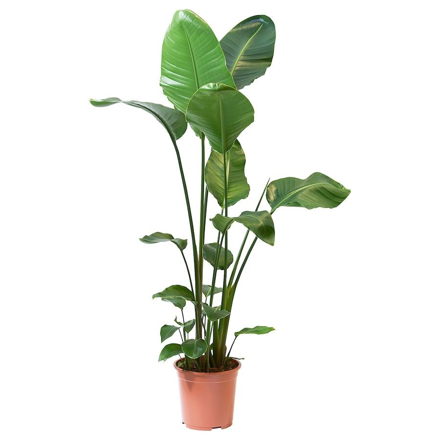 Strelitzia media