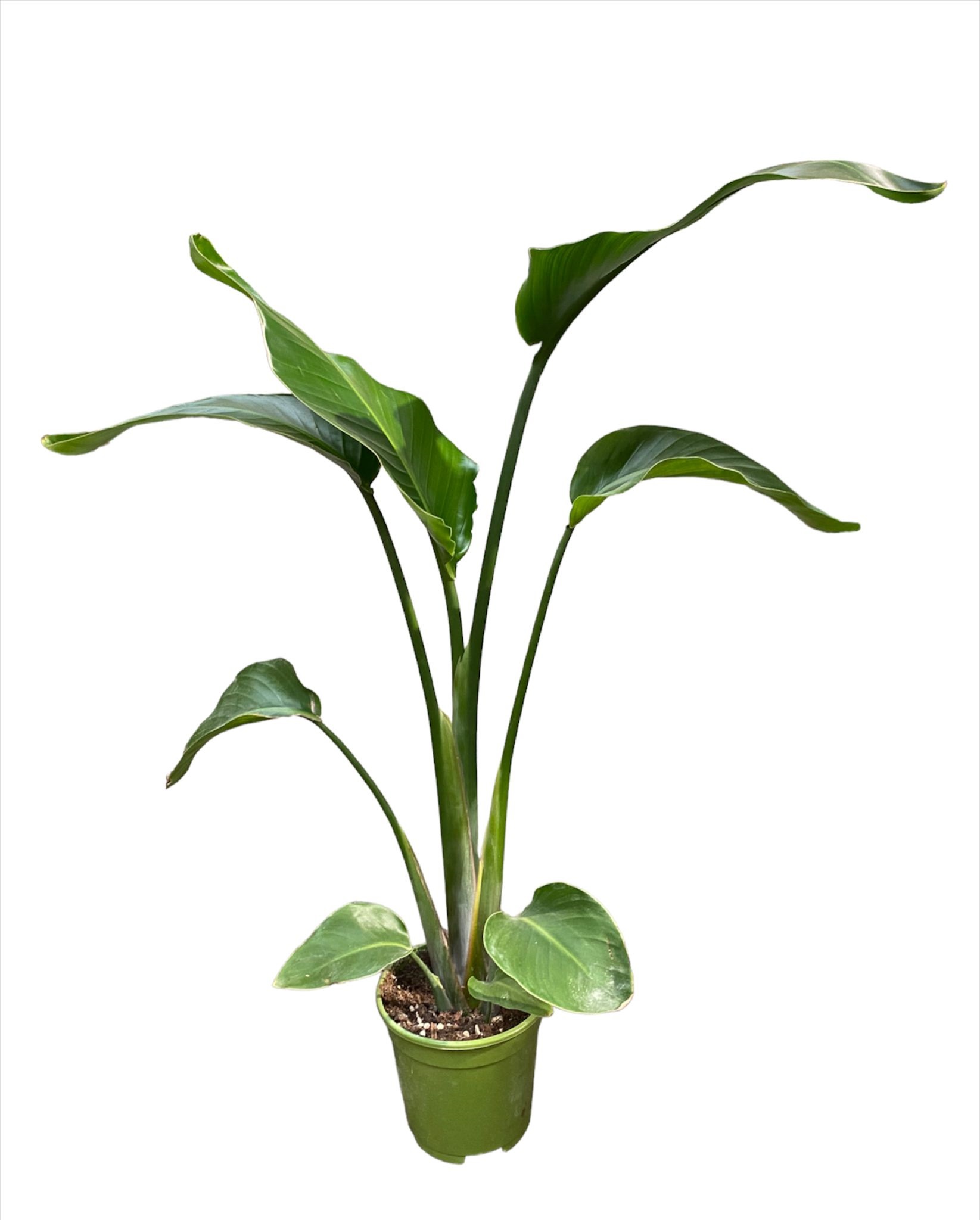 Strelitzia