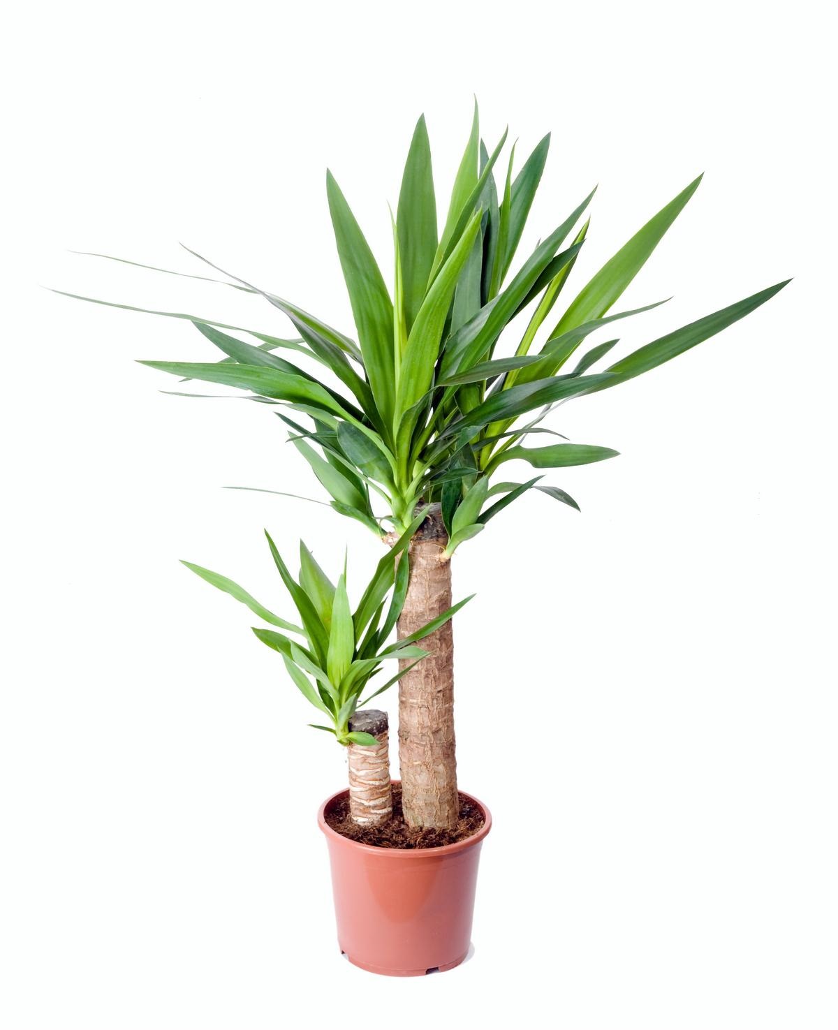 Yucca "Tronchetto della felicità"