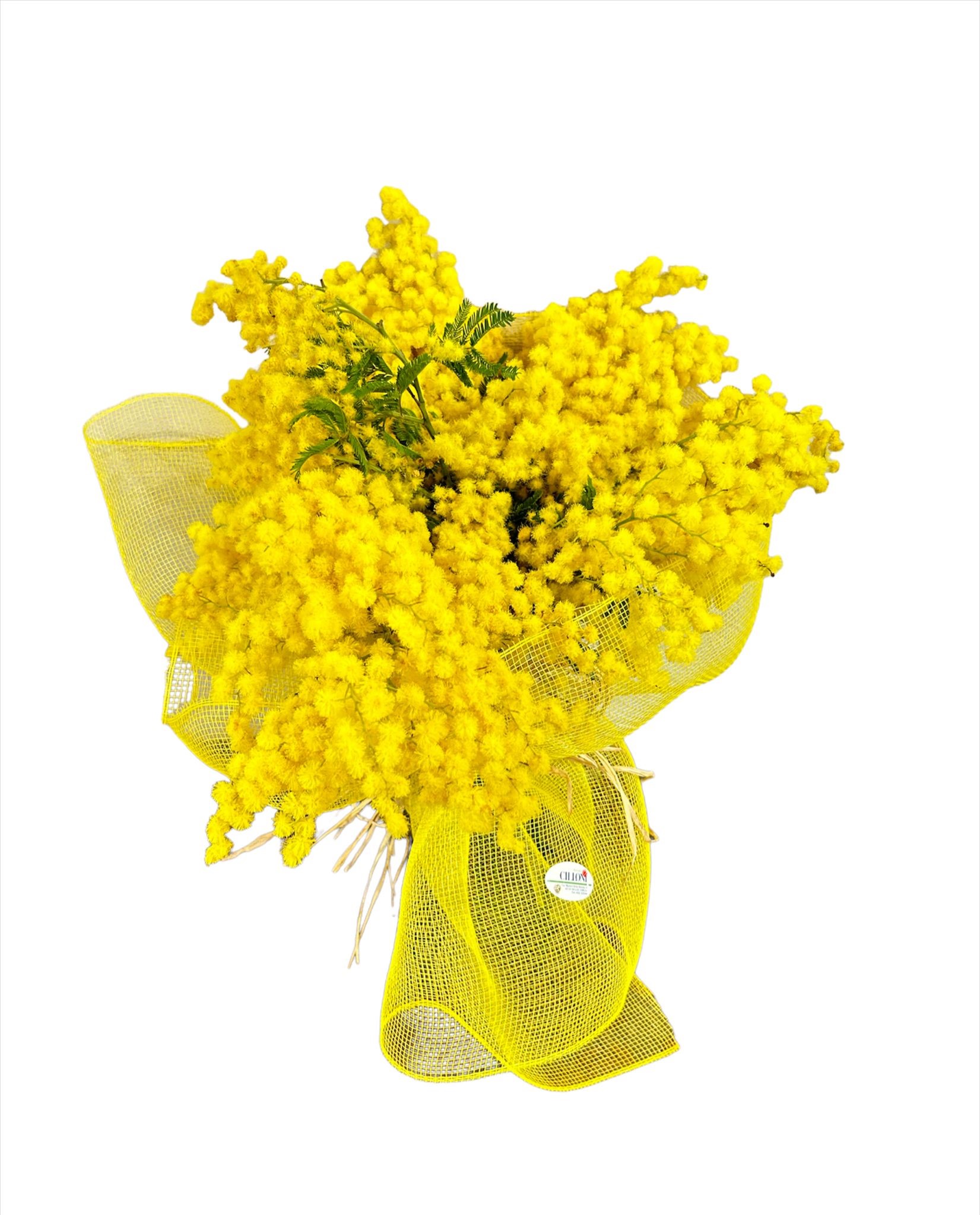 Chloè: Mazzo Mimosa