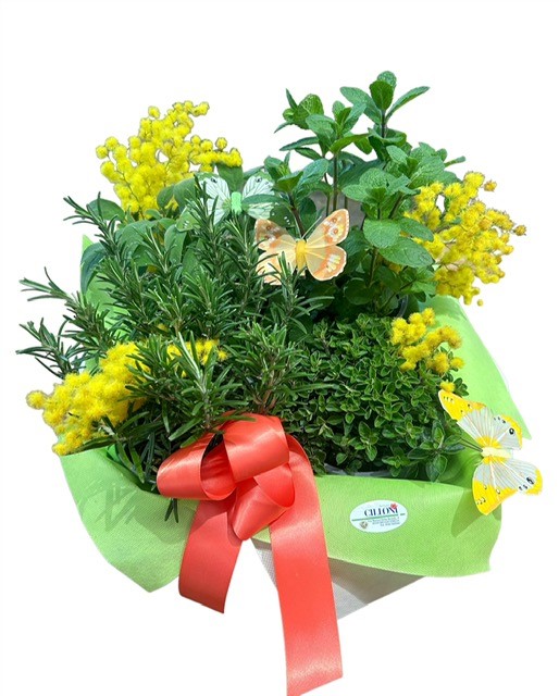 Mora: Cassetta di aromatiche e Mimosa - immagine 2