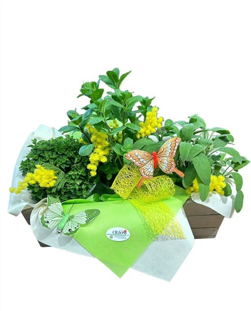 Mora: Cassetta di aromatiche e Mimosa