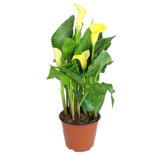 calla