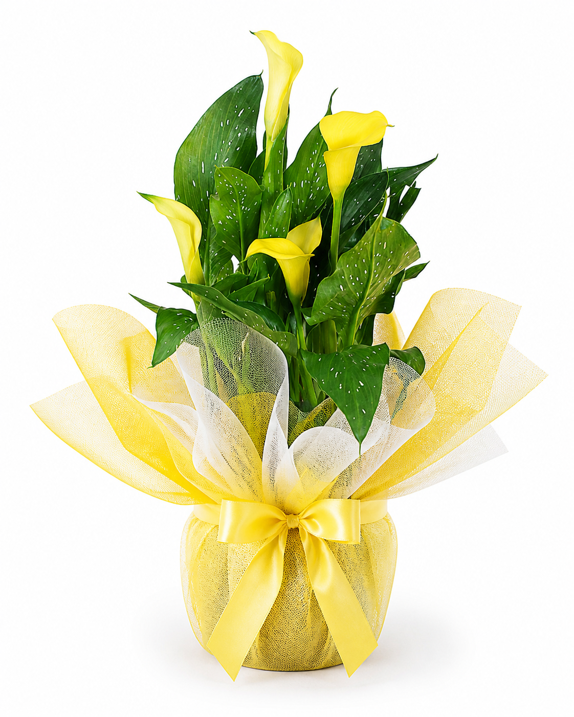 Calla con confezione regalo - immagine 3