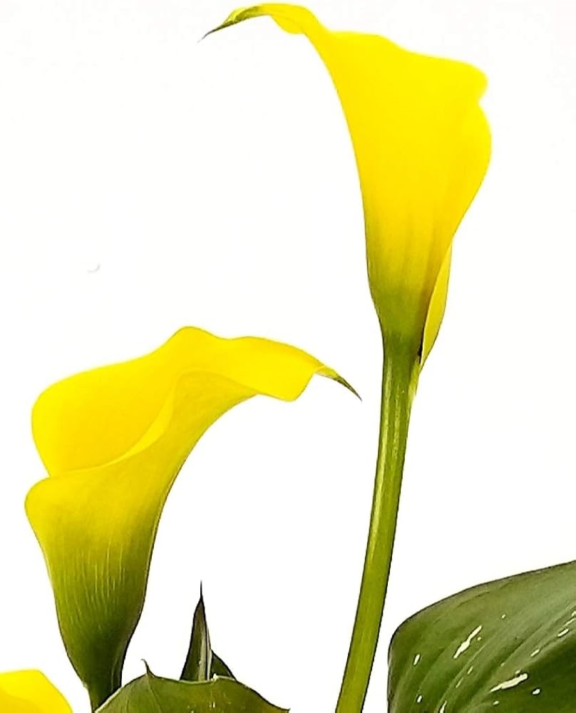Calla con confezione regalo - immagine 2
