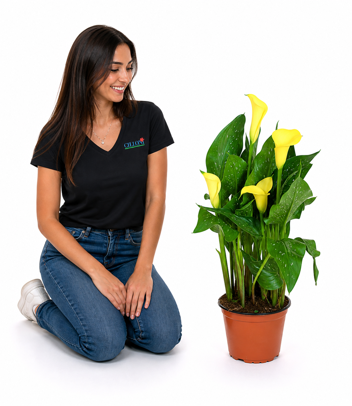 Calla con confezione regalo - immagine 5