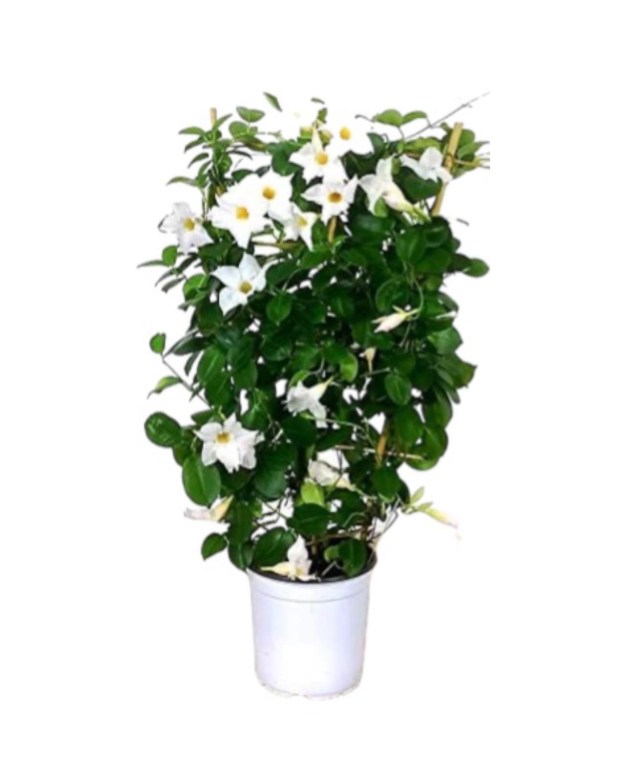 Dipladenia - immagine 3