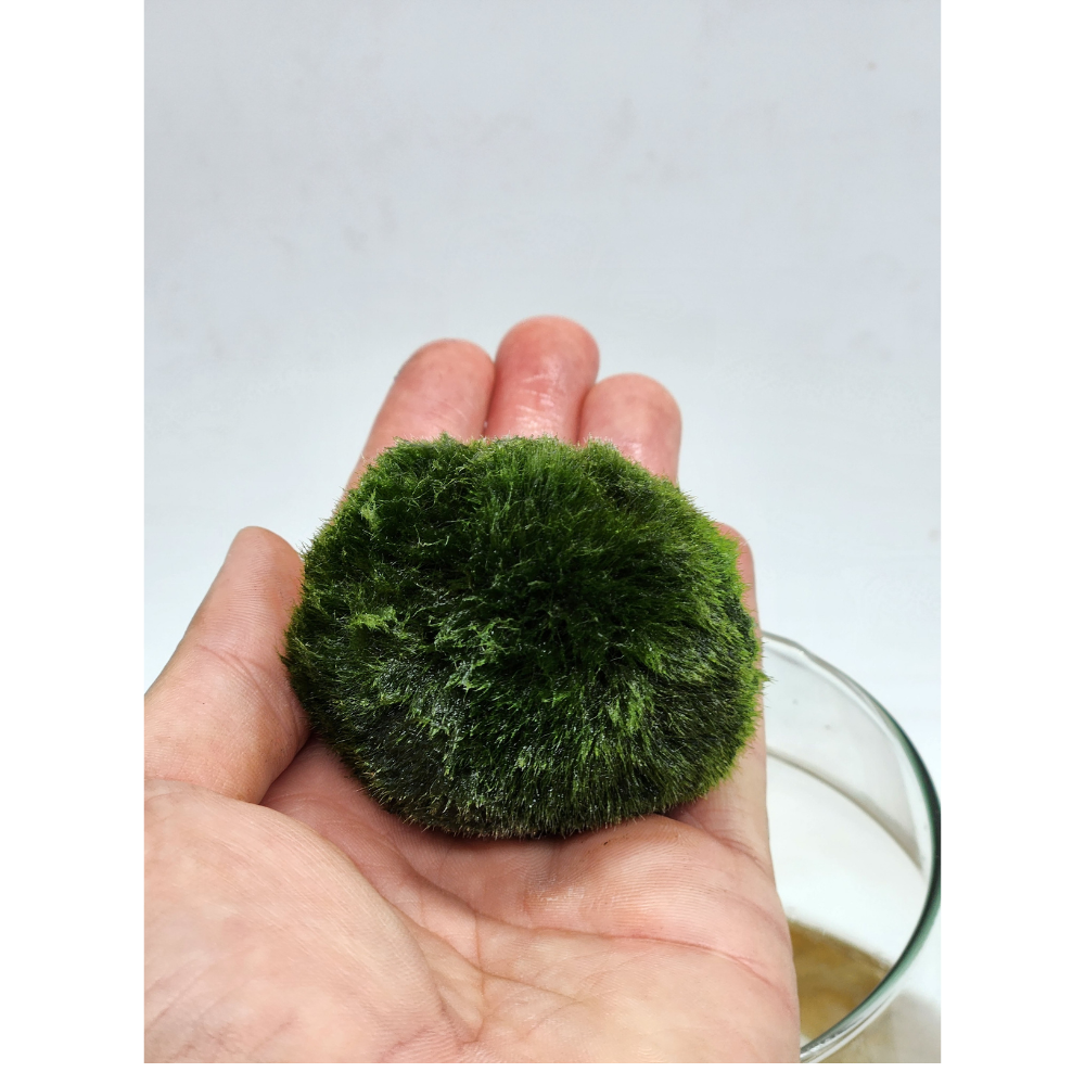 Marimo grande - immagine 3