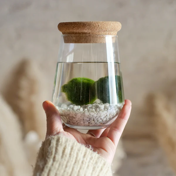 Marimo grande - immagine 2