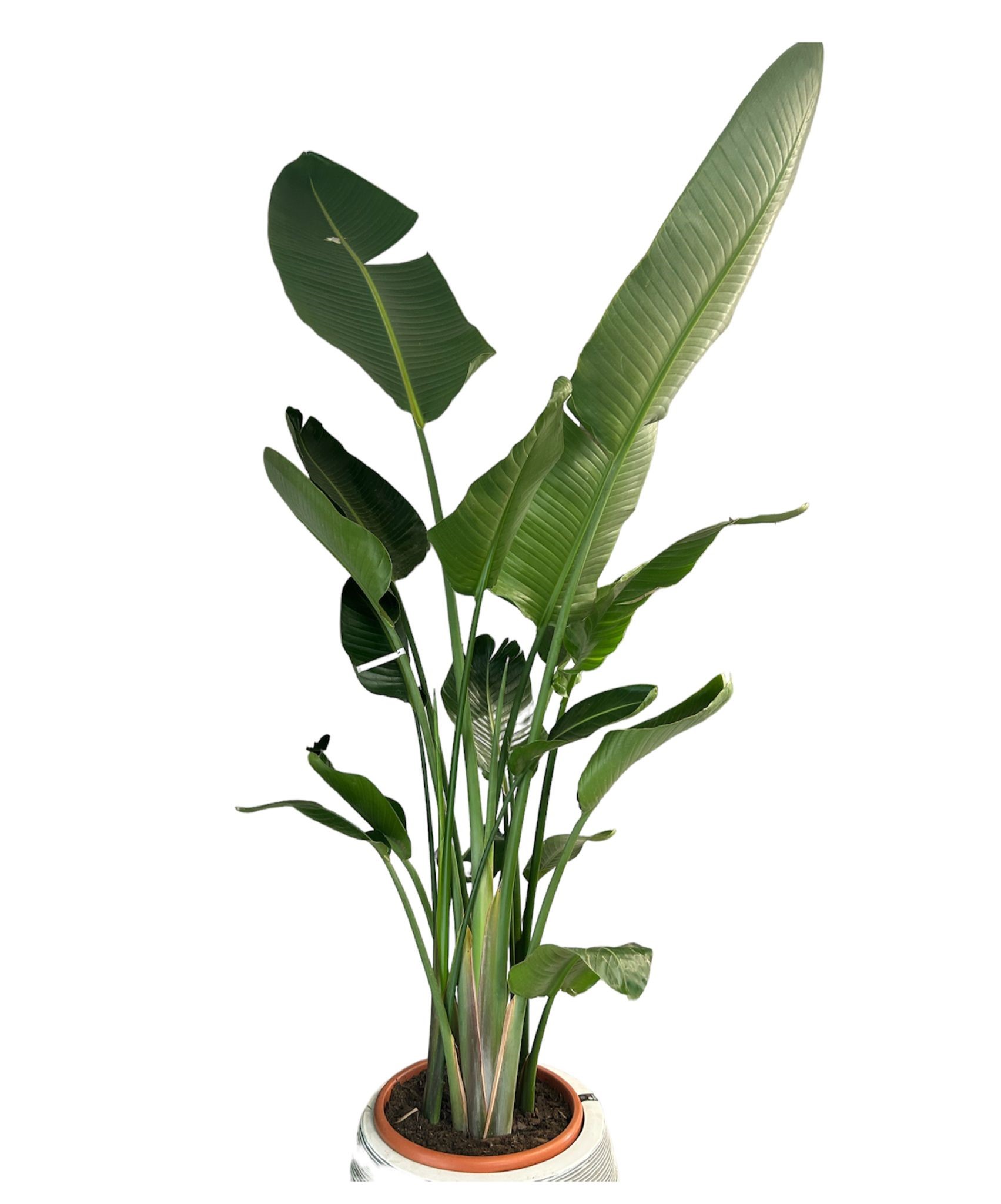 Strelitzia extra