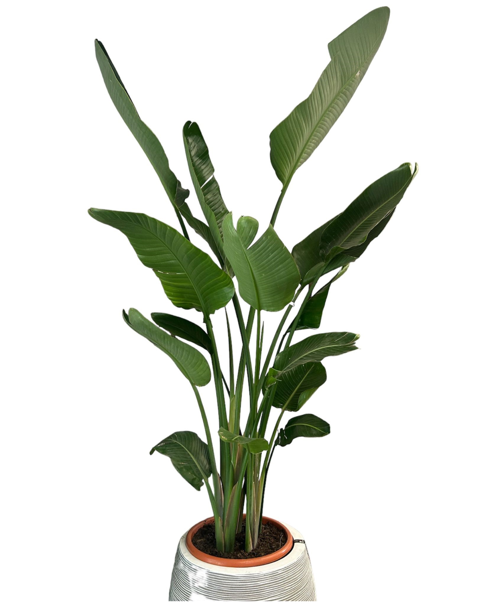 Strelitzia