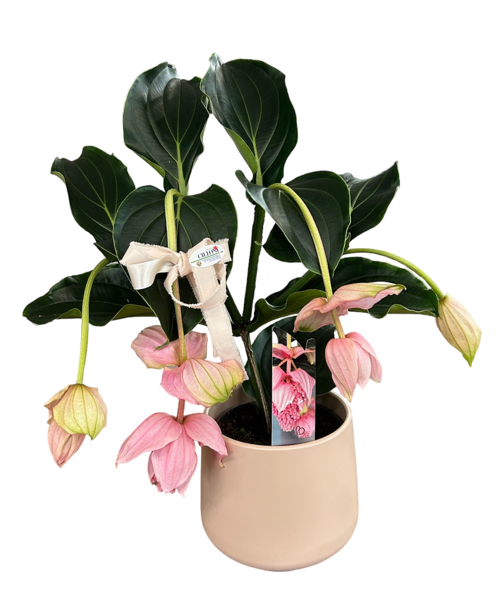 Medinilla Magnifica