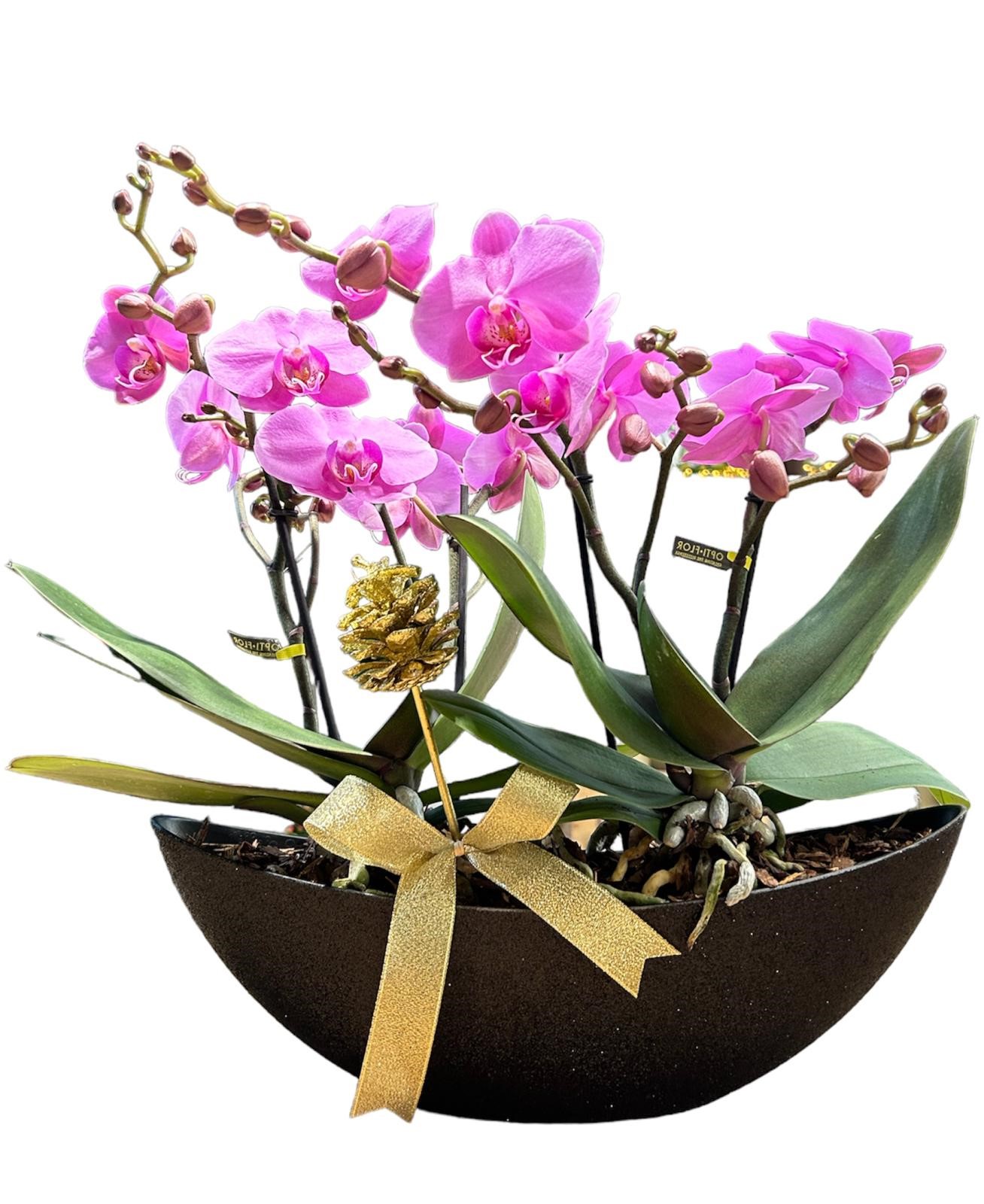 Orchidea rosa con vaso