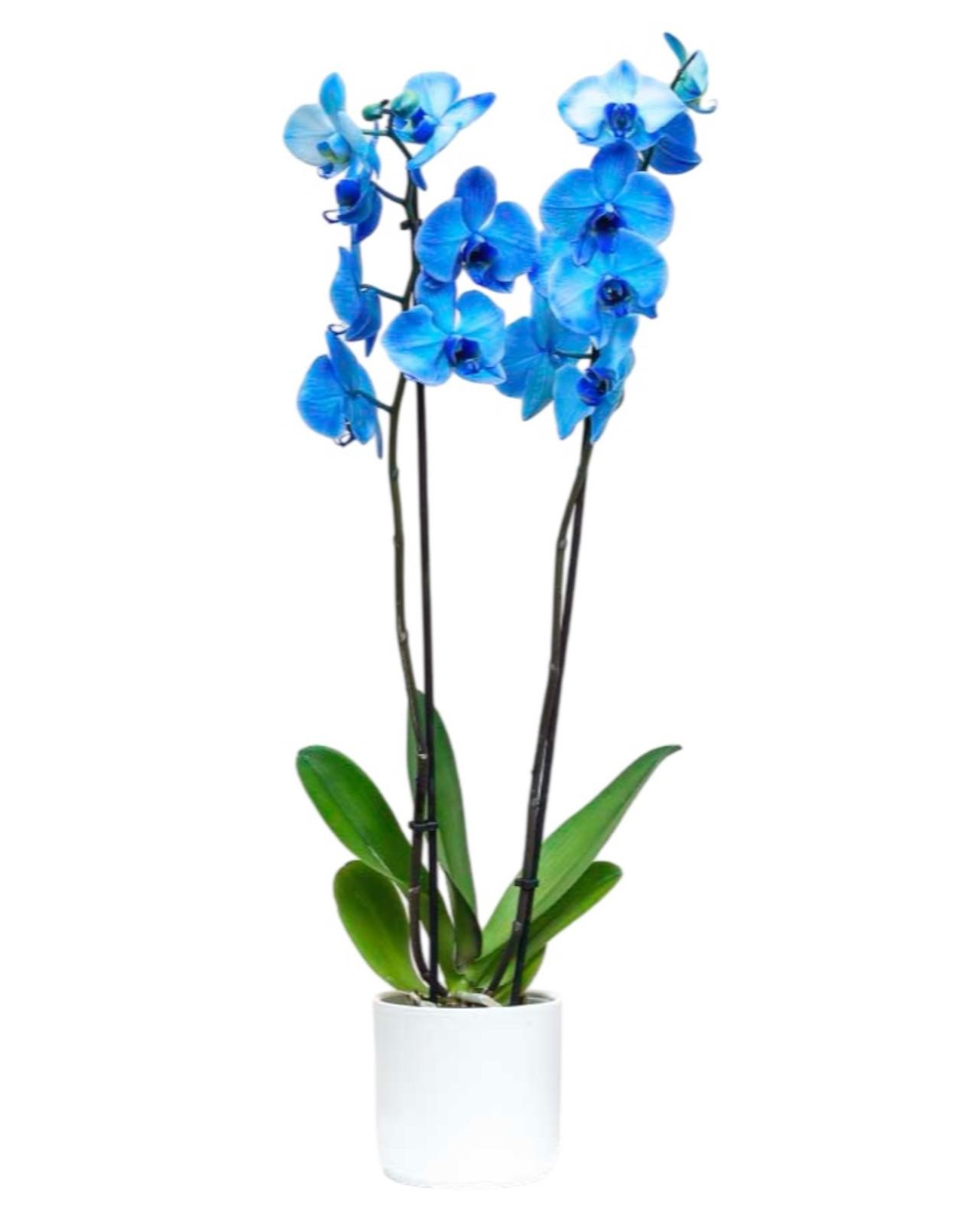 Orchidea "Blue Magic" con portavaso