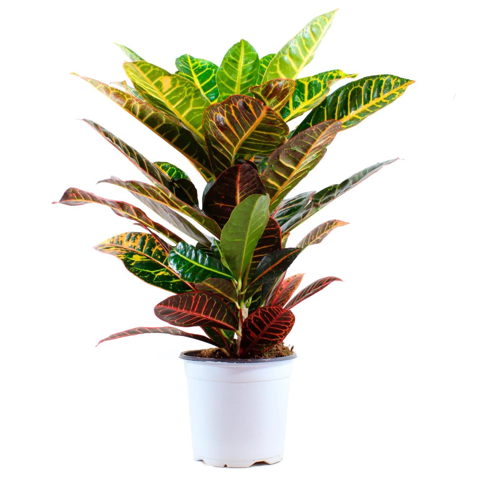 Croton variegato