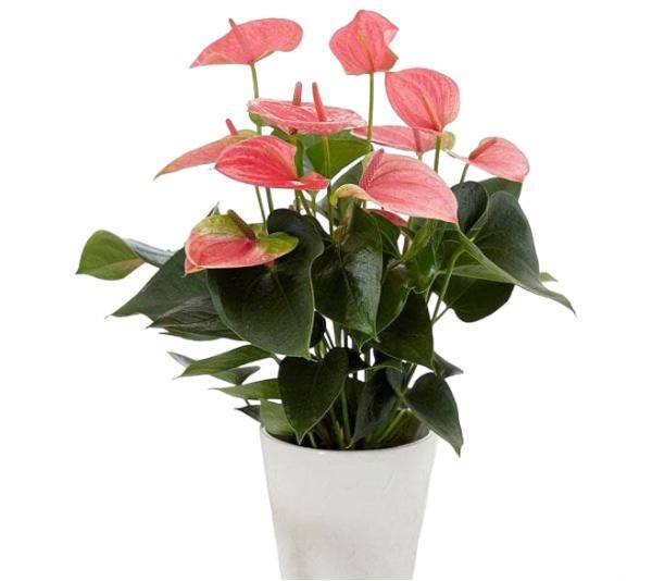 anthurium