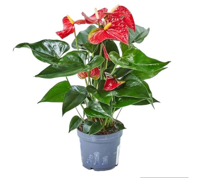 Anthurium - immagine 2
