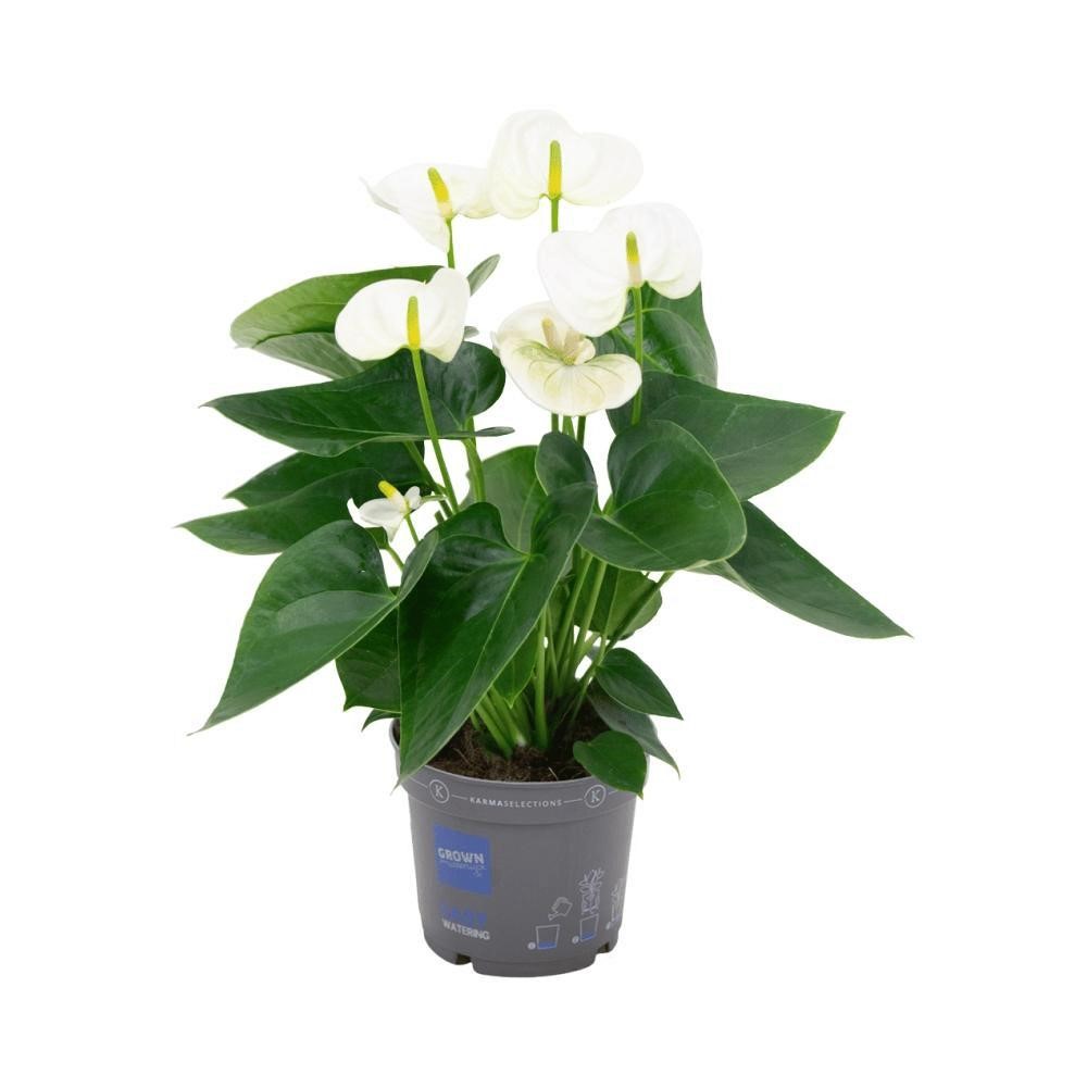 Anthurium - immagine 4