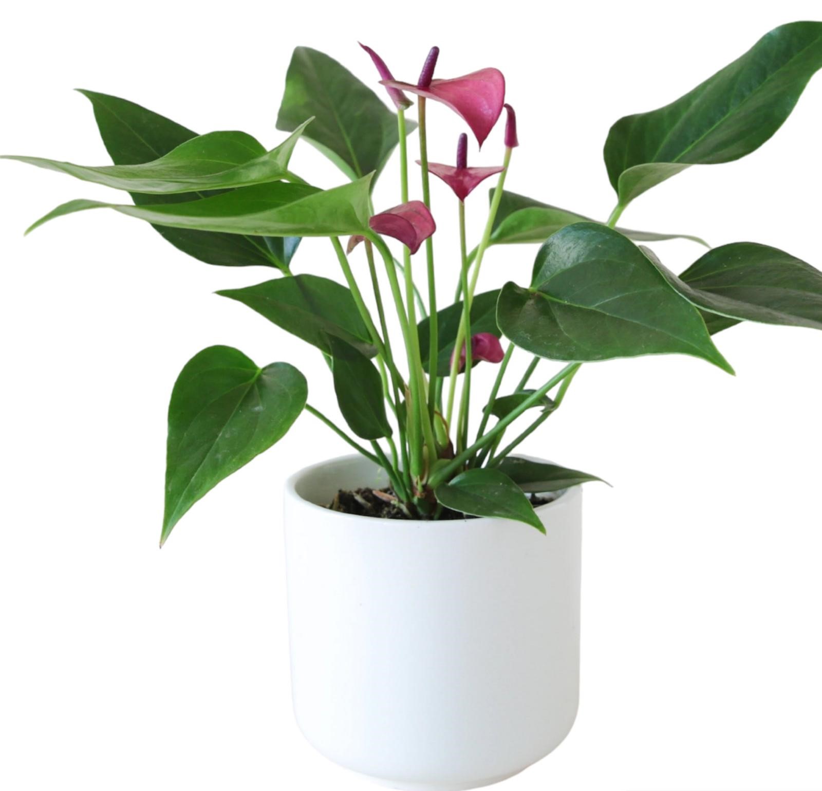 Anthurium - immagine 3