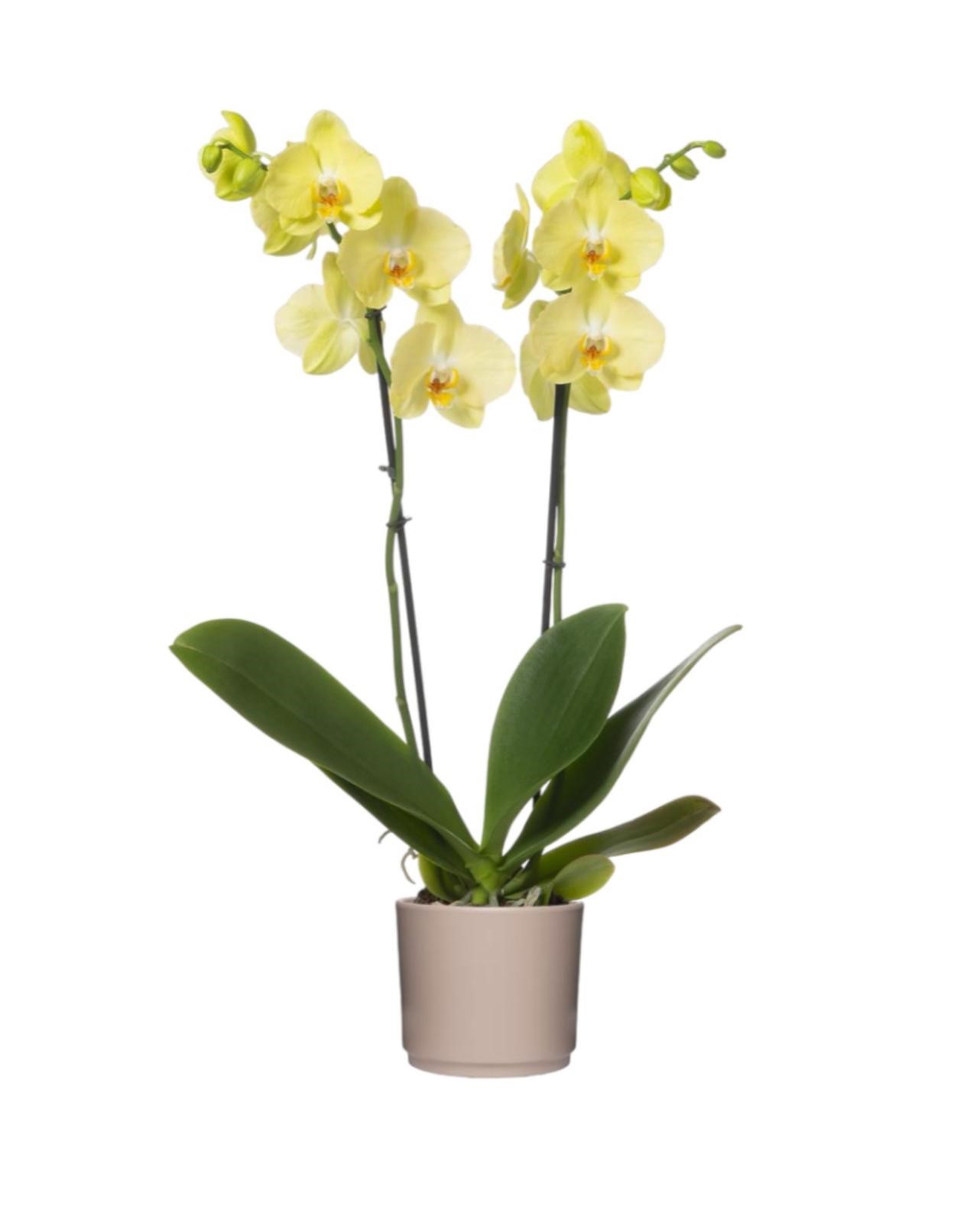 Orchidea gialla con portavaso
