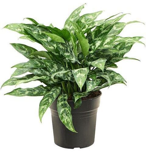 Aglaonema