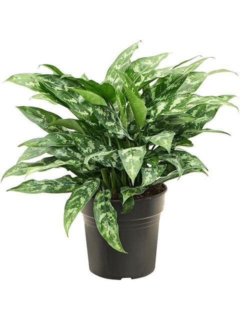 Aglaonema