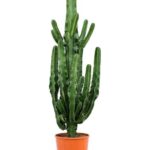 Euphorbia Eritrea