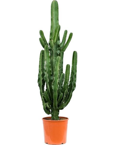 Euphorbia Eritrea