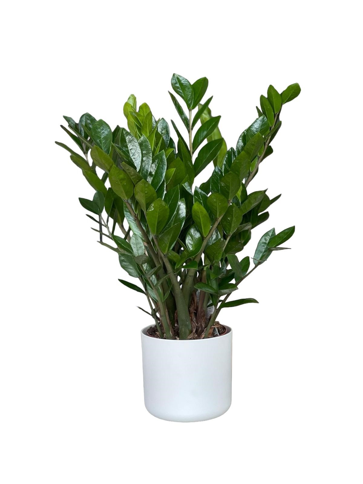 Zamia