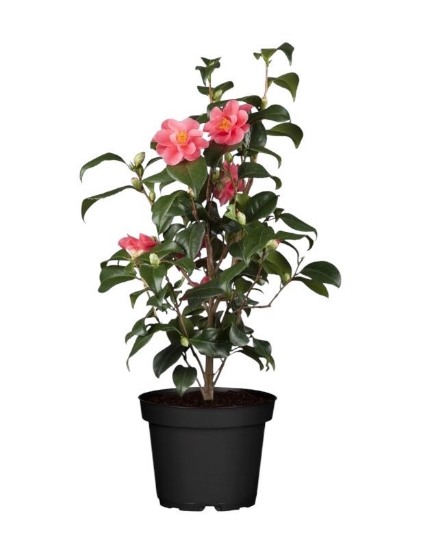 Camelia Japonica