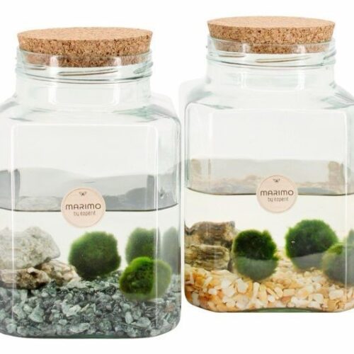 marimo