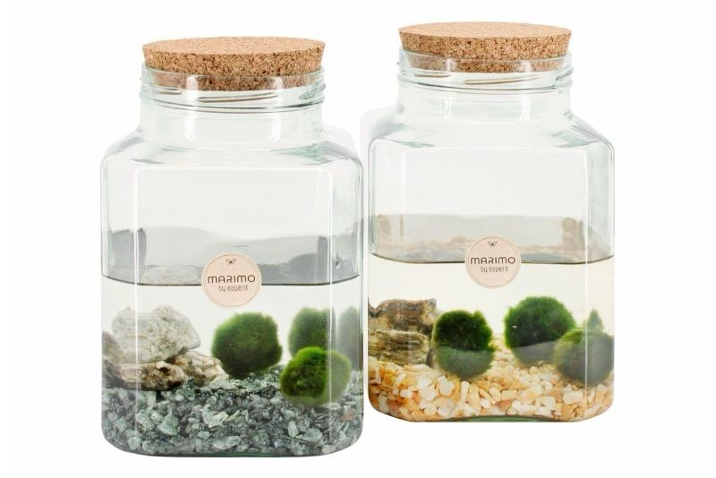 marimo