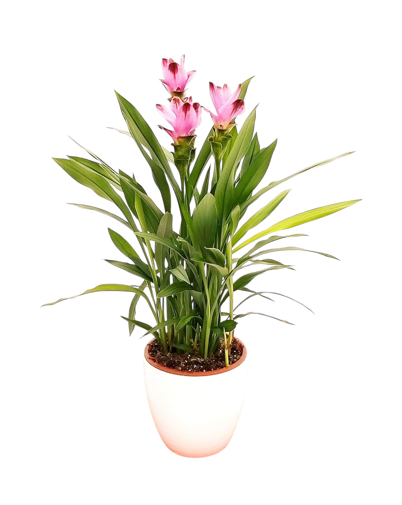 Curcuma