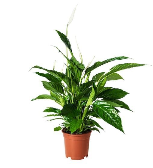 spathiphyllum