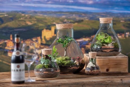 Terrarium green mix - immagine 2