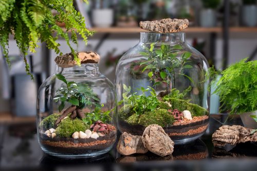 Terrarium green mix - immagine 3